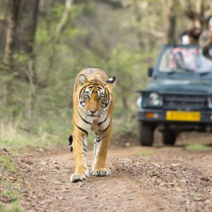 Ranthambore Safari